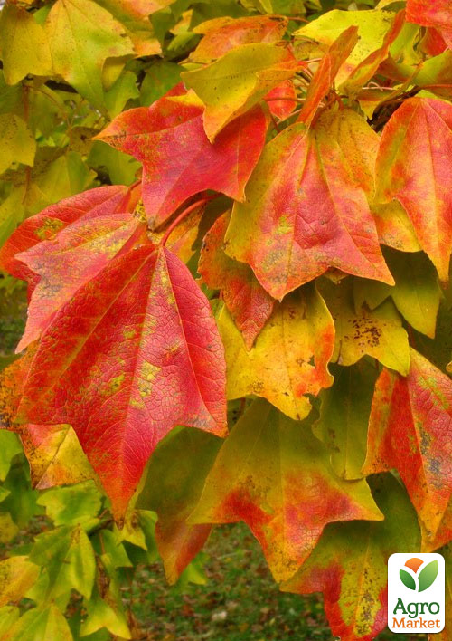 Клен Бургера "Acer Buergerianum" (Р9 высота 50-70см)