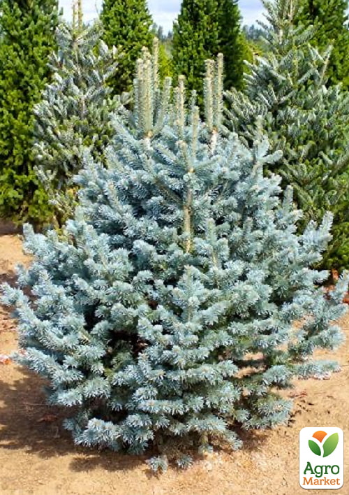 Ялиця субальпійська "Argentea" С30 висота 90-110см