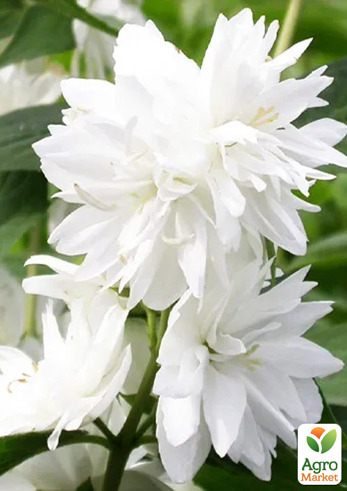 Жасмин гібридний садовий (чубушник) "Minnesota Snowflake" С3 - фото 2