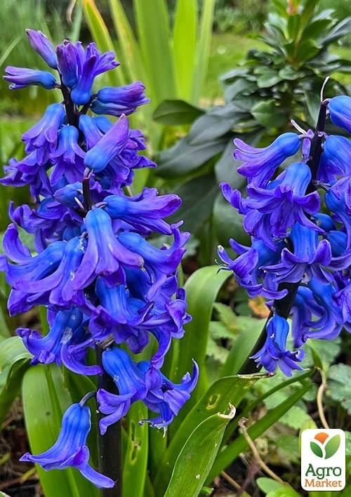 Гіацинт "Blue Jacket" (розмір 15/16, великий) 2шт в упаковці - фото 2