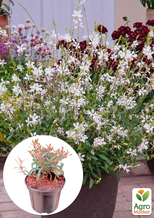 Гаура lindheimeri "Ellura White" (вазон С1.5, эффектный многолетник)