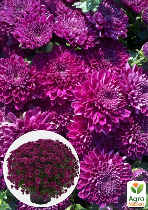 Хризантема Садовая "Cherry Lace" (высота 30-50см)