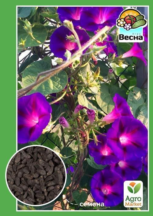 Іпомея "Скарлет" ТМ "Весна" 0.5г