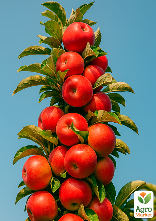 Яблоня колоновидная "Вожак" (осенний сорт, поздний срок созревания)