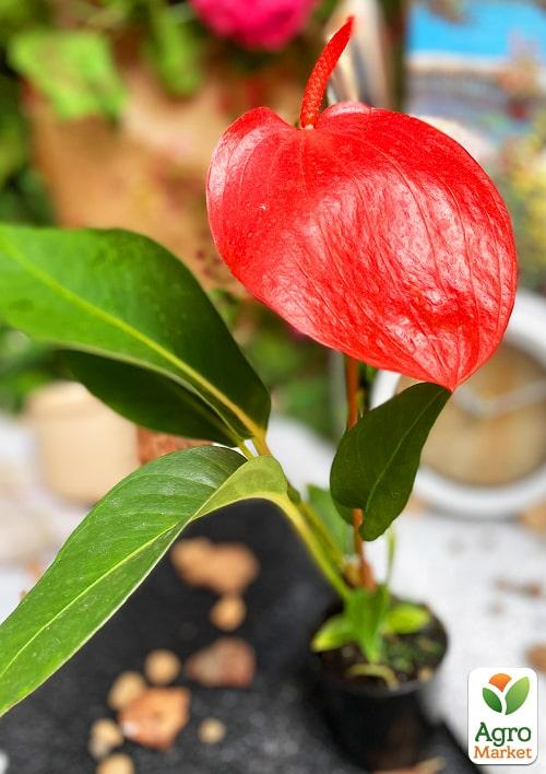 Антуріум (Anthurium) "Tropic Fire" - фото 7