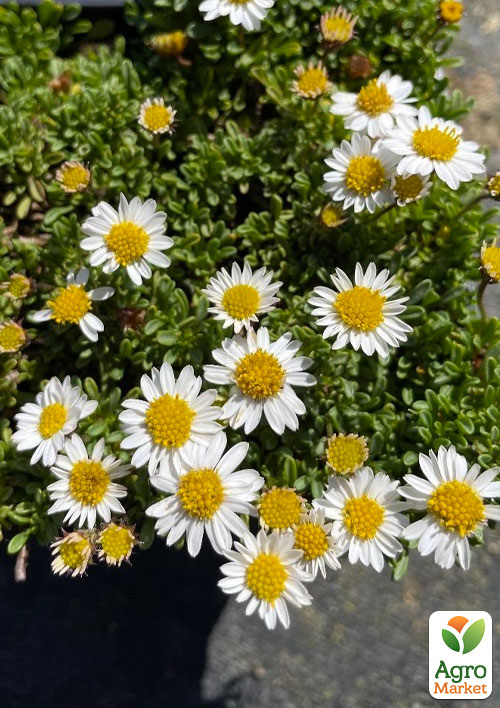 Ерігерон Альпійський (дрібнопелюстник гірський)