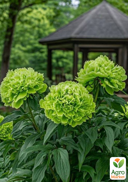 Пион древовидный "Dou Lv" (Китай, саженец 2 года) - фото 2