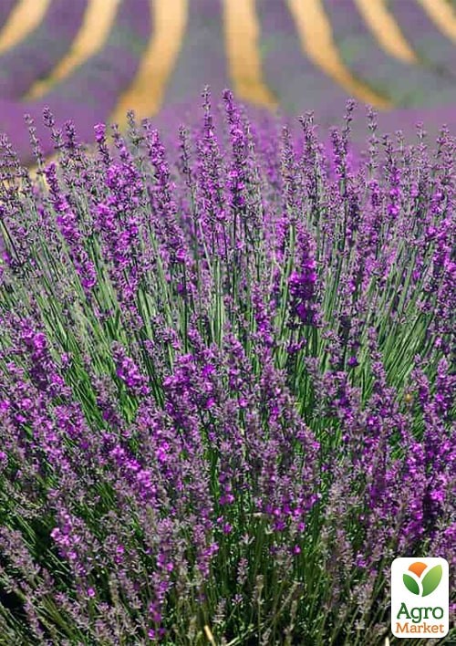 Лаванда узколистная "Мечта" ТМ "Vesna Exclusive" 0,3г