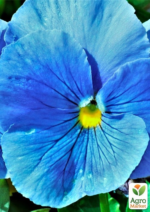 Віола Віттрока "Барон Небесно-блакитний" ТМ "Vesna Exclusive" 5шт