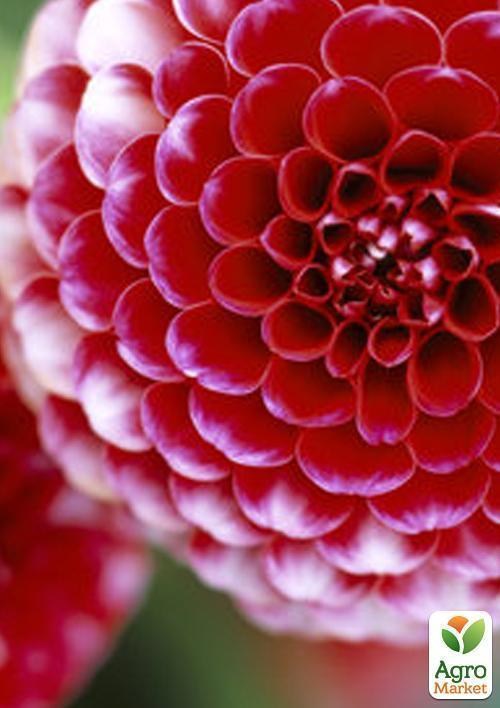 Георгина "Little William" 1шт в упаковке