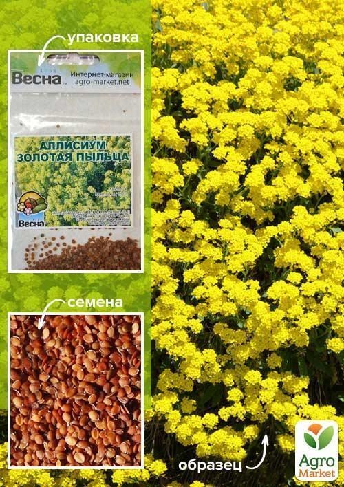 Аліссум "Золотий пилок" (Зипер) ТМ "Весна" 0,5г