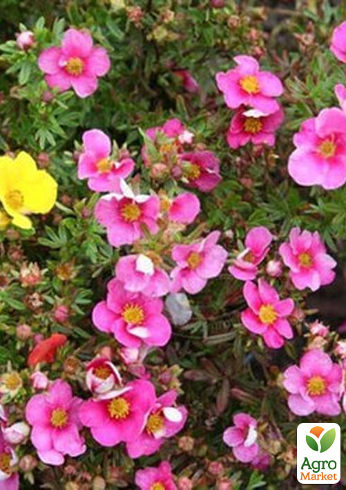Перстач чагарниковий 2-х літній "Pink Paradise", С1.5 - фото 2