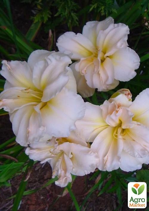 Лілійник "Peggy Jeffcoat" - фото 2