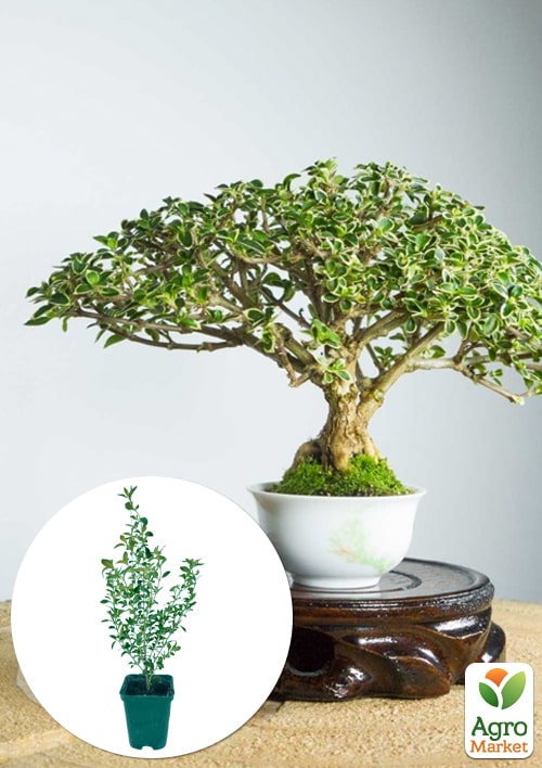 Серисса японская вариегата (идеальна для формирования бонсая)