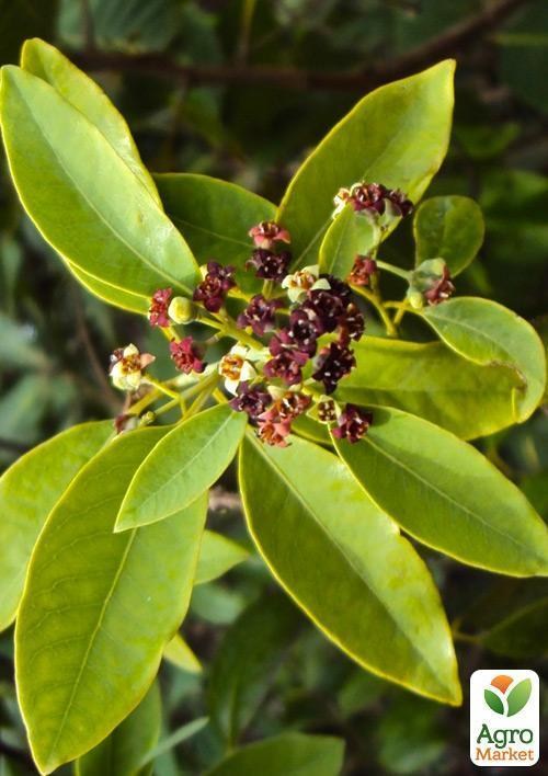 Сандал Индийский "Santalum Album" (ароматический, озонирующий воздух) - фото 2