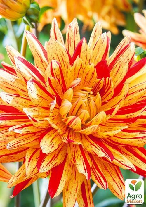 Георгина "Gelber Vulcan"