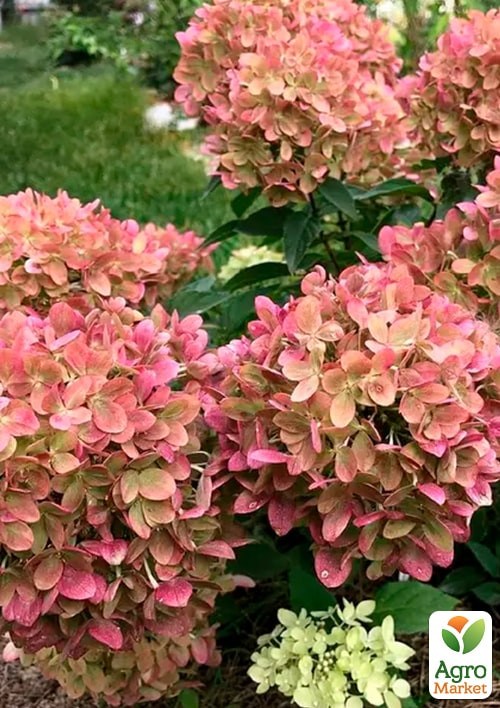 Гортензия 3-х летка метельчатая "Graffiti" - фото 4