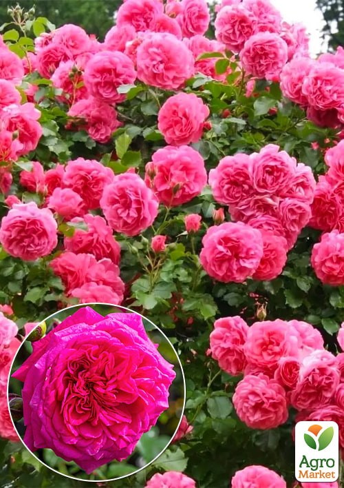 Роза в контейнере плетистая "Laguna" (саженец класса АА+) - фото 3