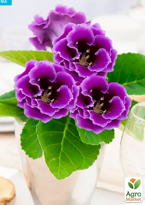 Глоксиния "Брокад F1" синяя ТМ "Профессиональные семена" 100шт