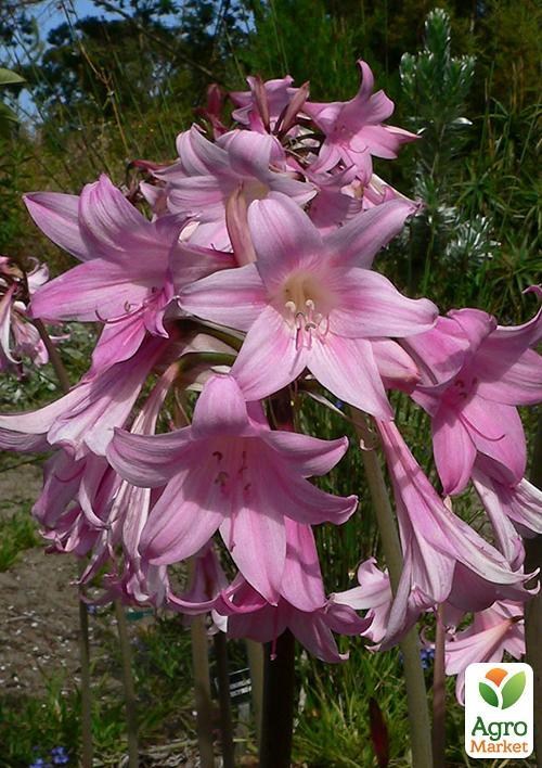 Амариліс "Belladonna" (розмір 18/20, середній) 1шт в упаковці