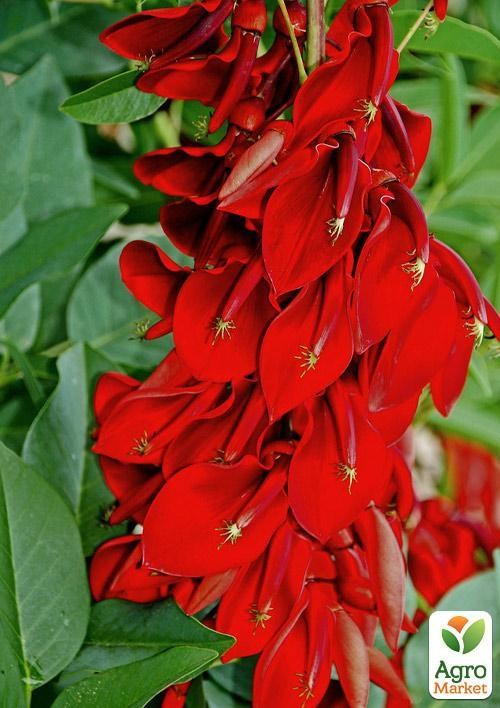 Эритрина Индийская "Коралловое дерево"