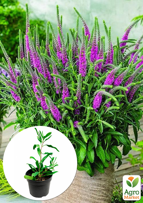 Вероника "Amethyst Plume" вазон С2