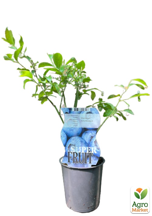 LMTD Голубика "Berkley" (сортовая, укорененная) высота 50-70см - фото 2