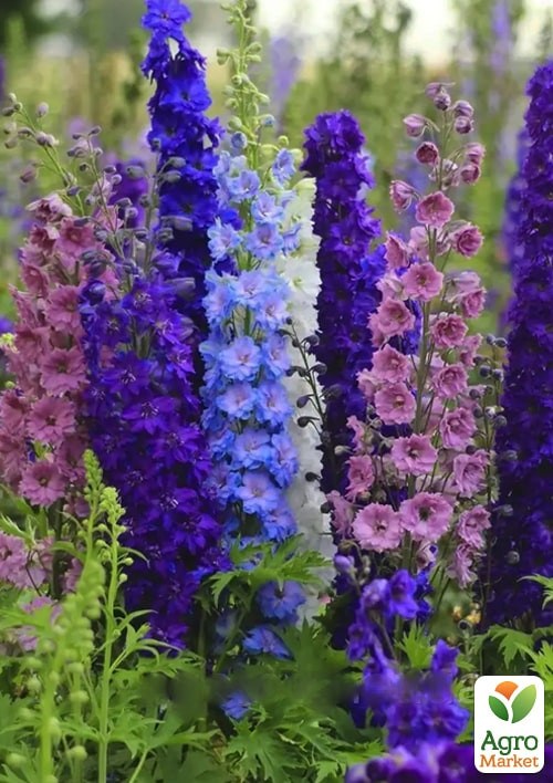 Дельфиниум однолетний "Летний танец" ТМ "Vesna Exclusive" 1г - фото 2