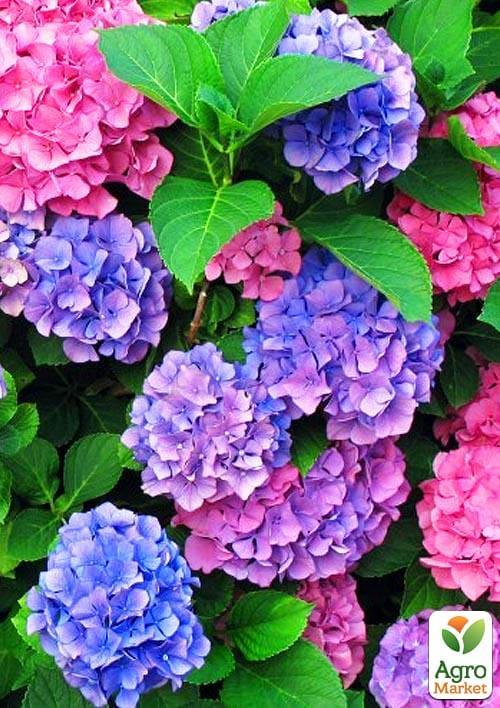 Гортензия крупнолистная "Хамелеон" (Chameleon)