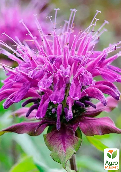 Бергамот (Монарда)  "Petite Delight" - фото 5