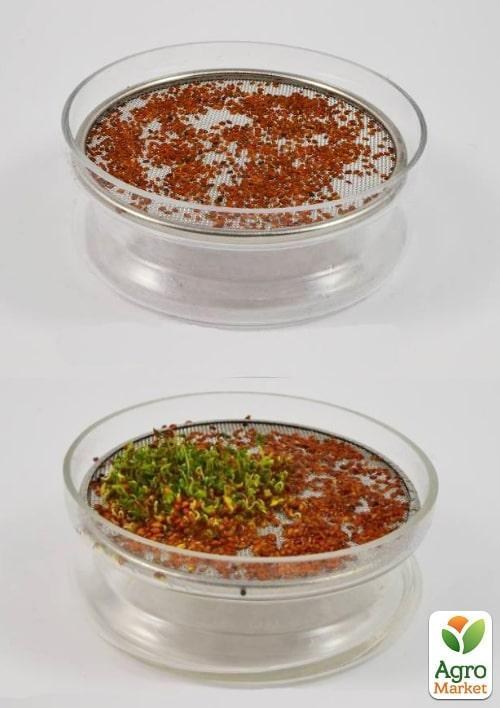 Пророщувач скляний з металевим ситом Semini - фото 3