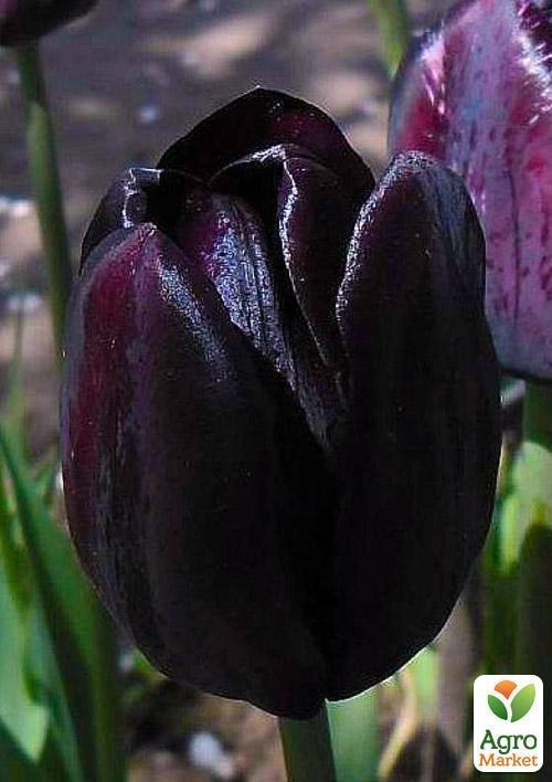 Тюльпан "Queen of Night" 3шт в упаковке - фото 2