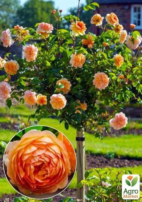 Окулянти Троянди на штамбі «Lady of Shalott»