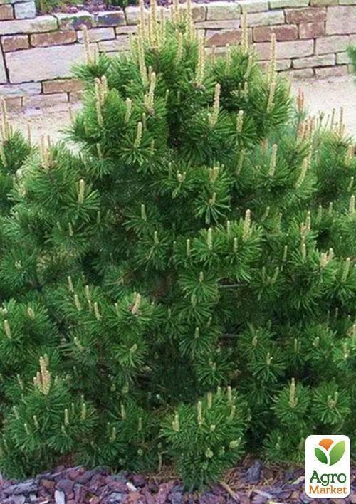 Сосна горная карликовая "Montana" (Pinus Mugo) горшок P9 - фото 2