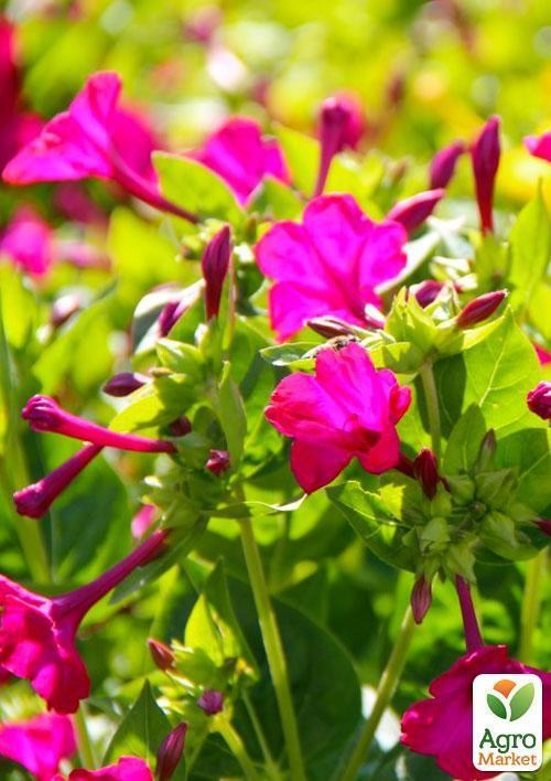 Мірабіліс (Зипер) ТМ "Весна" 1.5г - фото 2