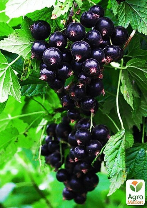 Смородина чёрная "Оджебин" (Ojebyn) (средний срок созревания)