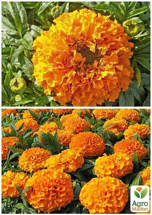 На развес Бархатцы "Гавайи" ТМ "Весна" цена за 2г - фото 3