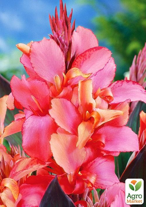 Канна "Saladin"