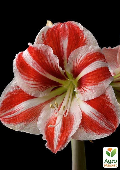 Гиппеаструм простой "Super Star" (Амариллис) 