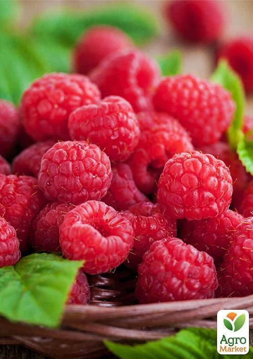 Малина "Жар Птица" (ремонтантный сорт)