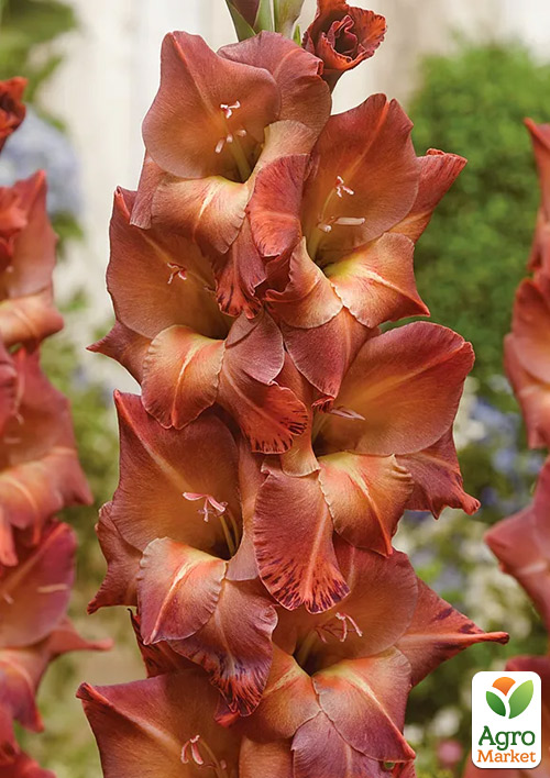 Гладиолус "Mohican" 