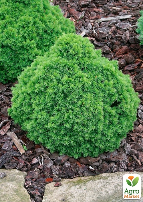 Ель канадская "Alberta Globe" C2, высота 15-20см