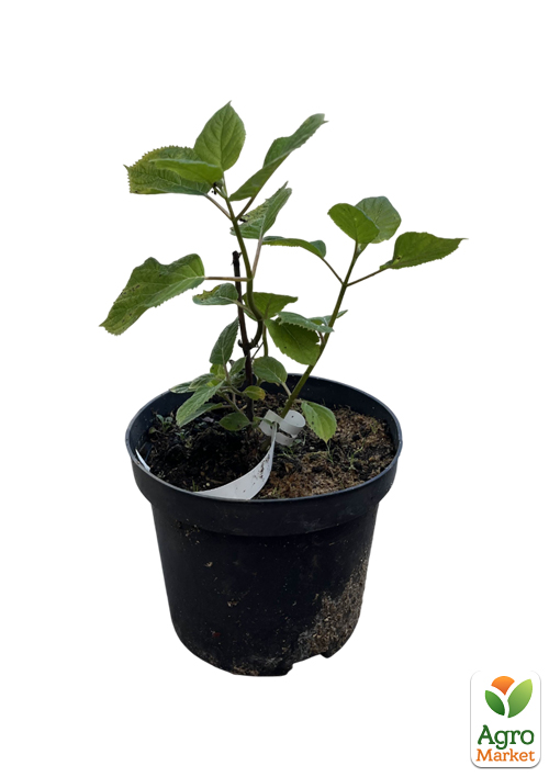 Гортензия 3-х летка древовидная "Pink Annabelle" - фото 2