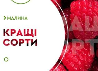 Кращі сорти малини для України