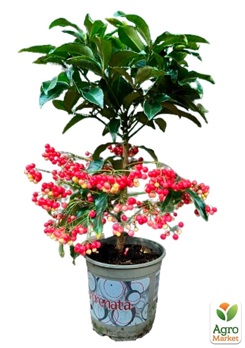 LMTD Ардис с ягодами 3-х летний "Crenata" (40-50см) - фото 8