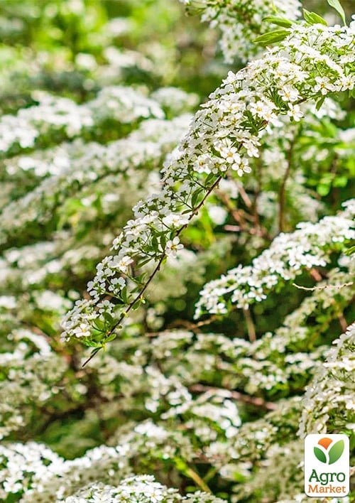 Бузина чорна "Variegata" контейнер Р9  - фото 2