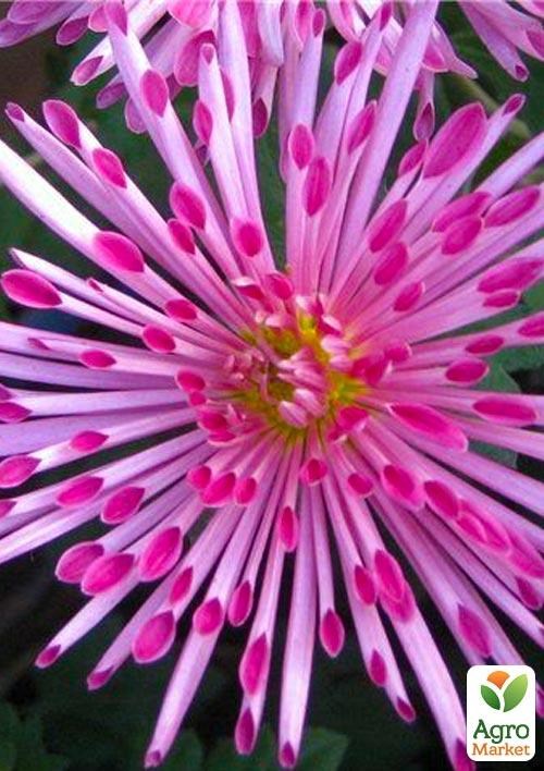 Хризантема корейська "Олинка" (вкоріненого живця висота 5-10 см)