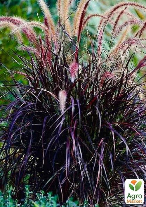 Пеннисетум "Dwarf Rubrum" С1 