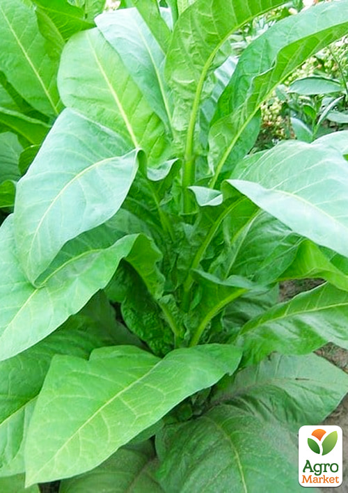 Насіння Тютюн для паління "Меріленд" ТМ "Vesna Select" 0.5г - фото 2