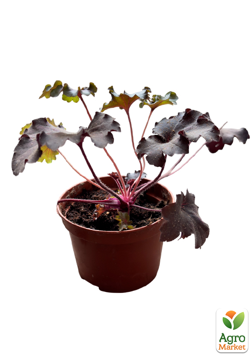 Гейхера (Heuchera) Forever "Midnight"  - фото 3